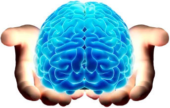 Brain held in two hands